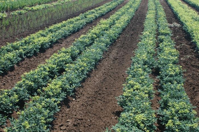 Euonymus alatus Rudy Haag