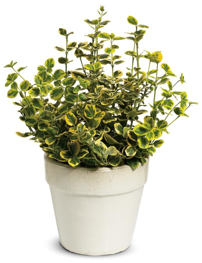 Euonymus fortunei Gold Splash&reg;