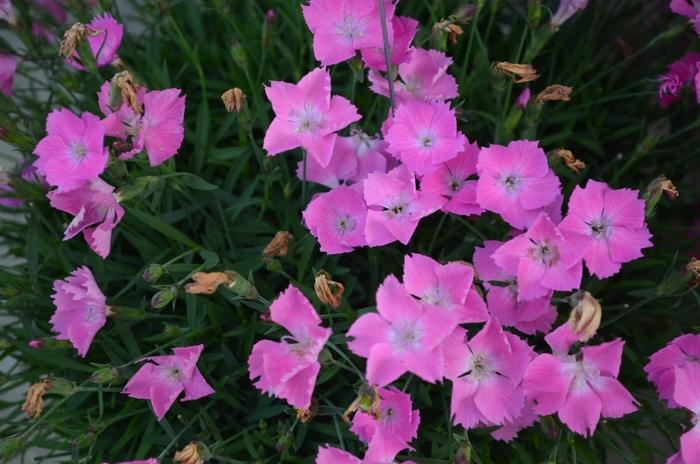 Dianthus gratianopolitanus Kahori&reg; Pink