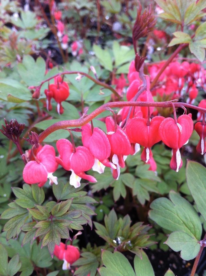 Dicentra spectabilis Valentine&reg;