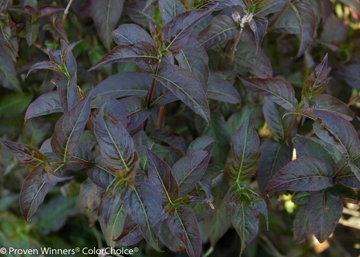 Diervilla rivularis Kodiak&reg; Black