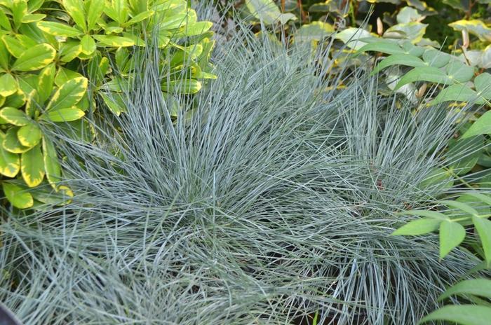 Festuca glauca Beyond Blue&trade;