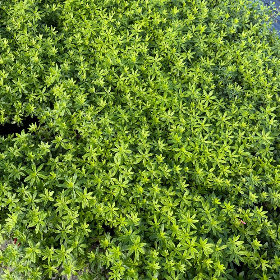 Galium odoratum - Sweet Woodruff from Great Lakes Landscape Supply