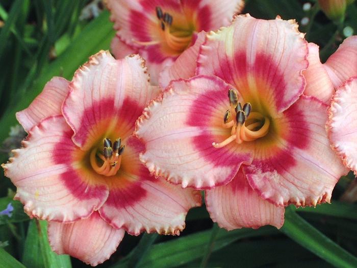 Hemerocallis Strawberry Candy