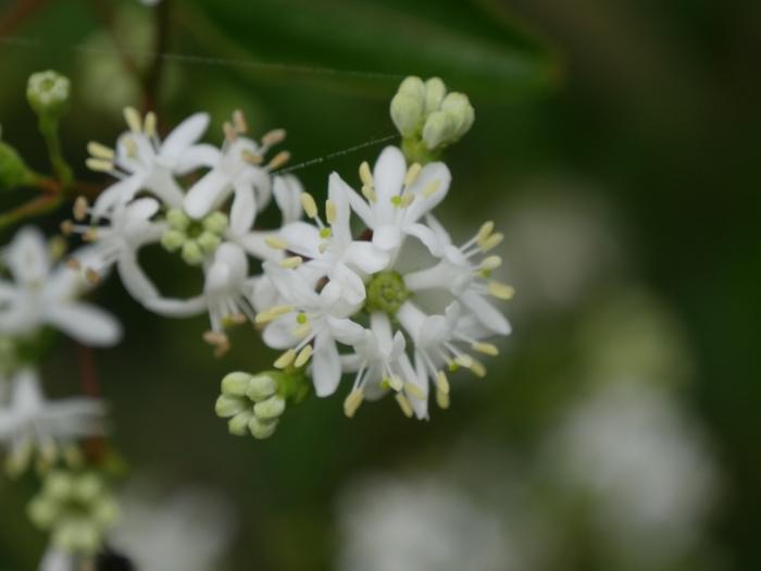 Heptacodium miconioides Temple of Bloom&reg;