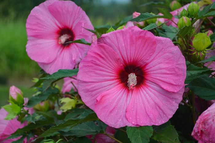 Hibiscus Summerific&reg; Candy Crush