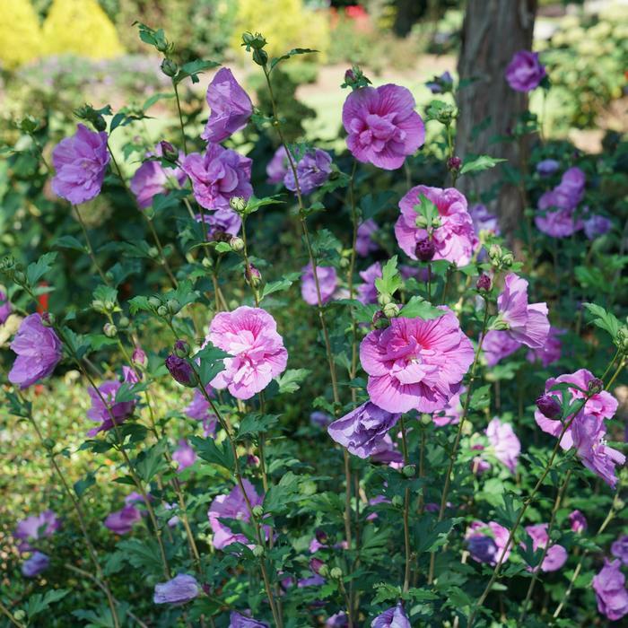 Hibiscus syriacus Chiffon&reg; Dark Lavender