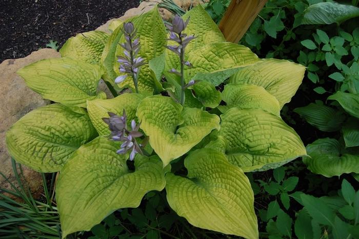 Hosta Shadowland&reg; Coast to Coast