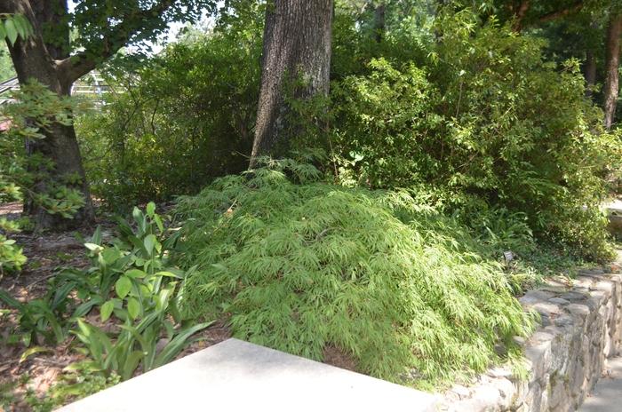 Acer palmatum dissectum Spring Delight