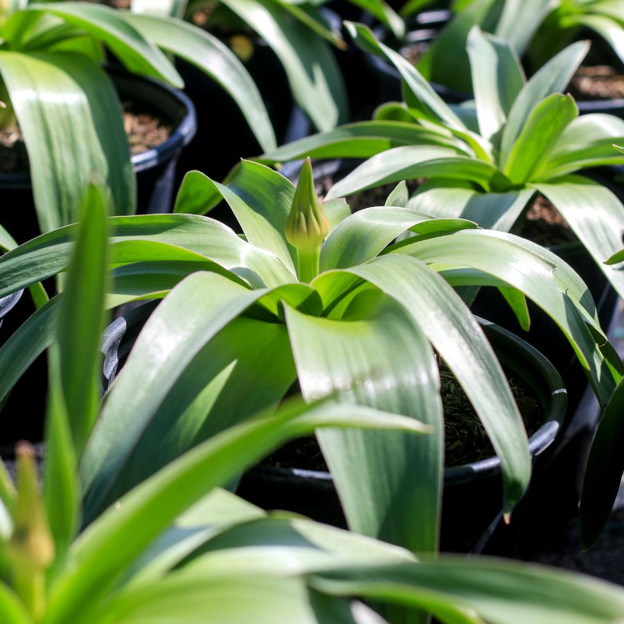Allium giganteum 'Globemaster' - Ornamental Onion from Great Lakes Landscape Supply
