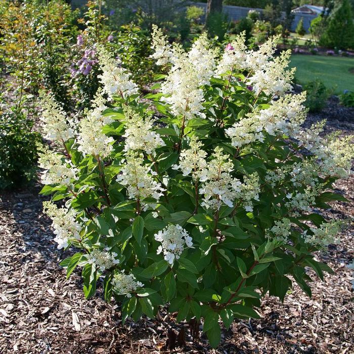 Hydrangea paniculata Pinky Winky Prime&reg;