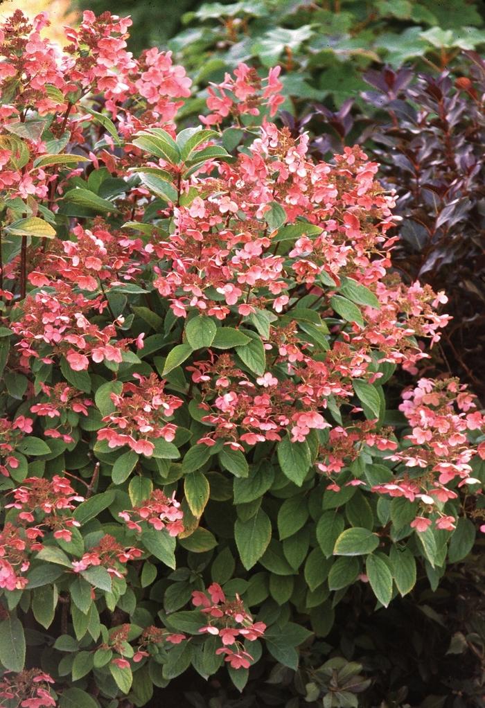 Hydrangea paniculata Quick Fire&reg;