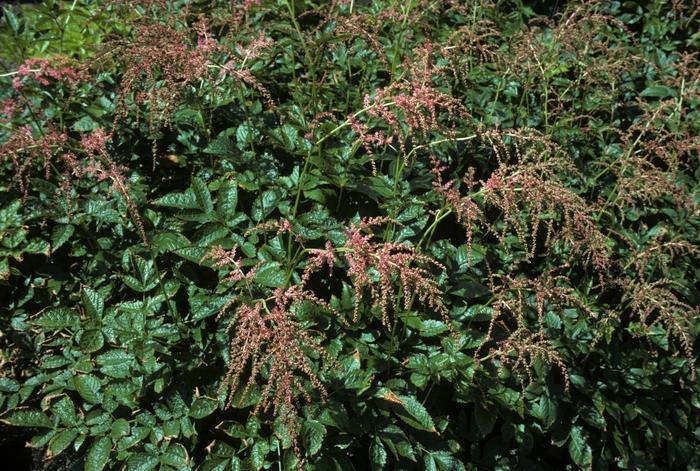 Astilbe x thunbergii Ostrich Plume(Straussenfeder)