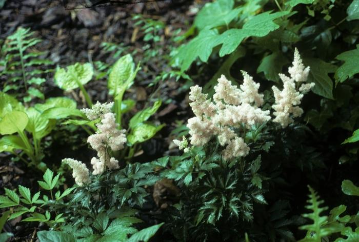 Astilbe x arendsii Sister Theresa