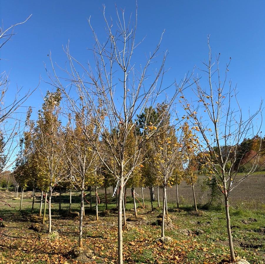 Acer nigrum 'Greencolumn' - Black Maple from Great Lakes Landscape Supply