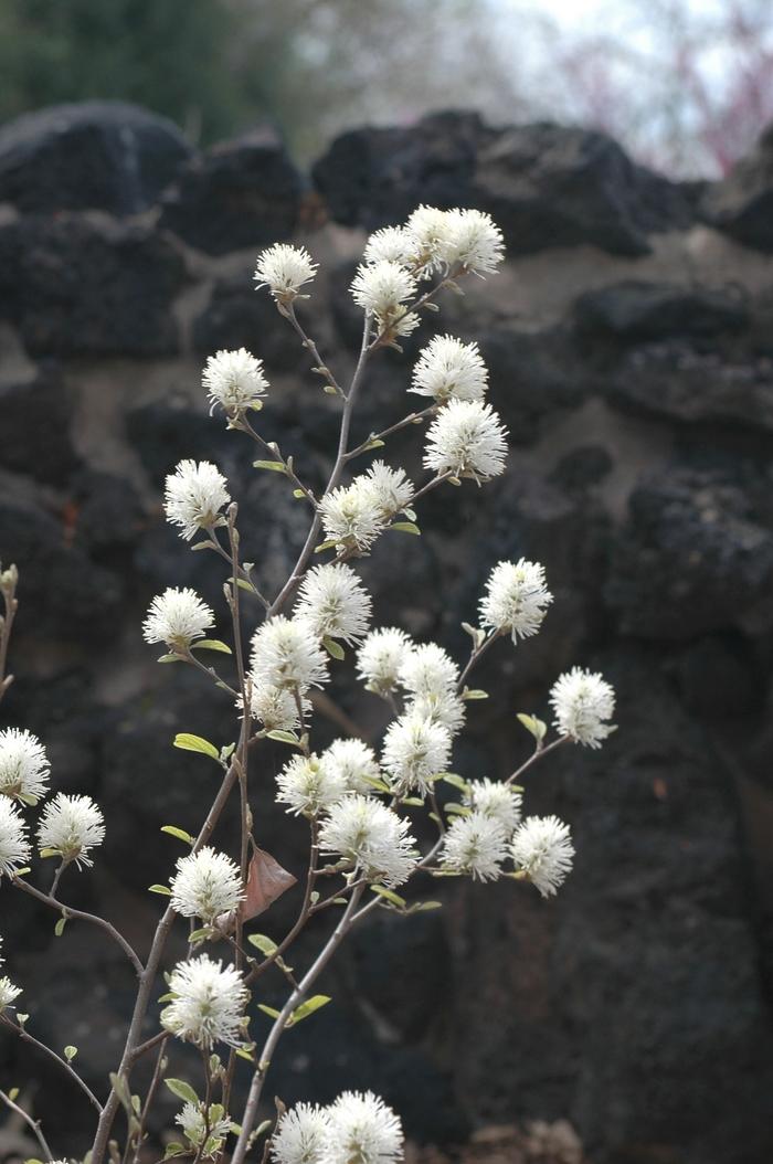 Fothergilla gardenii Blue Mist