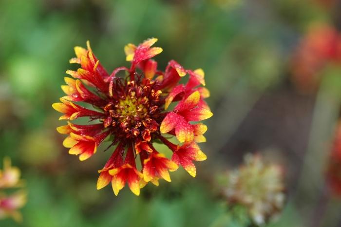 Gaillardia Arizona Sun