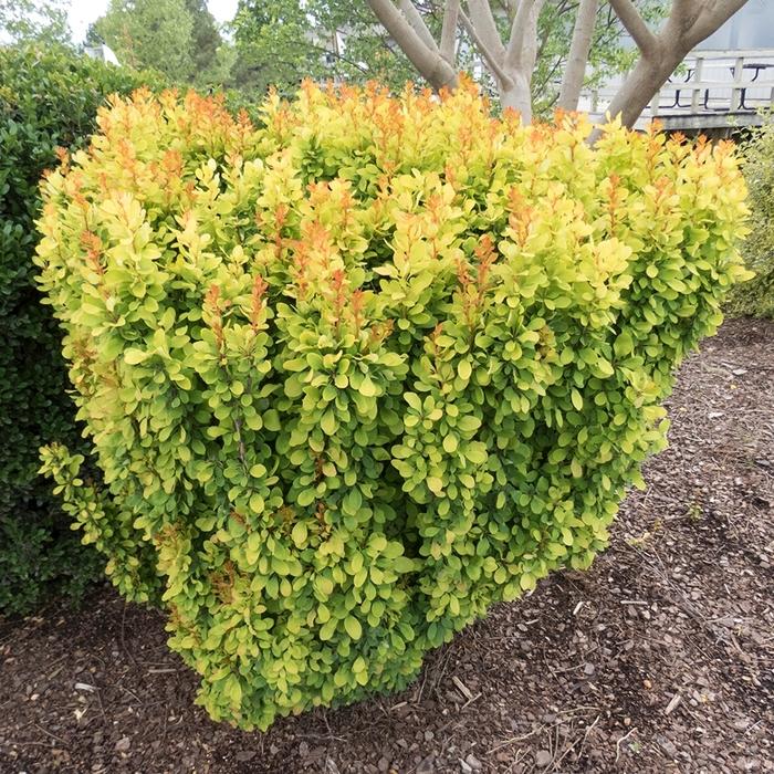 Berberis thunbergii Golden Rocket