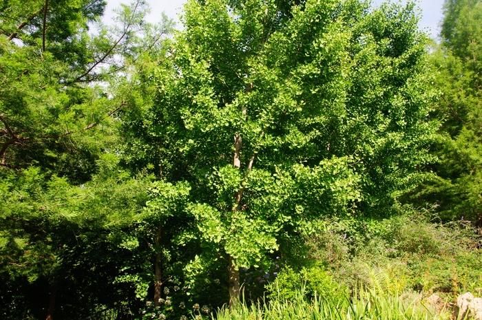 Ginkgo biloba Autumn Gold