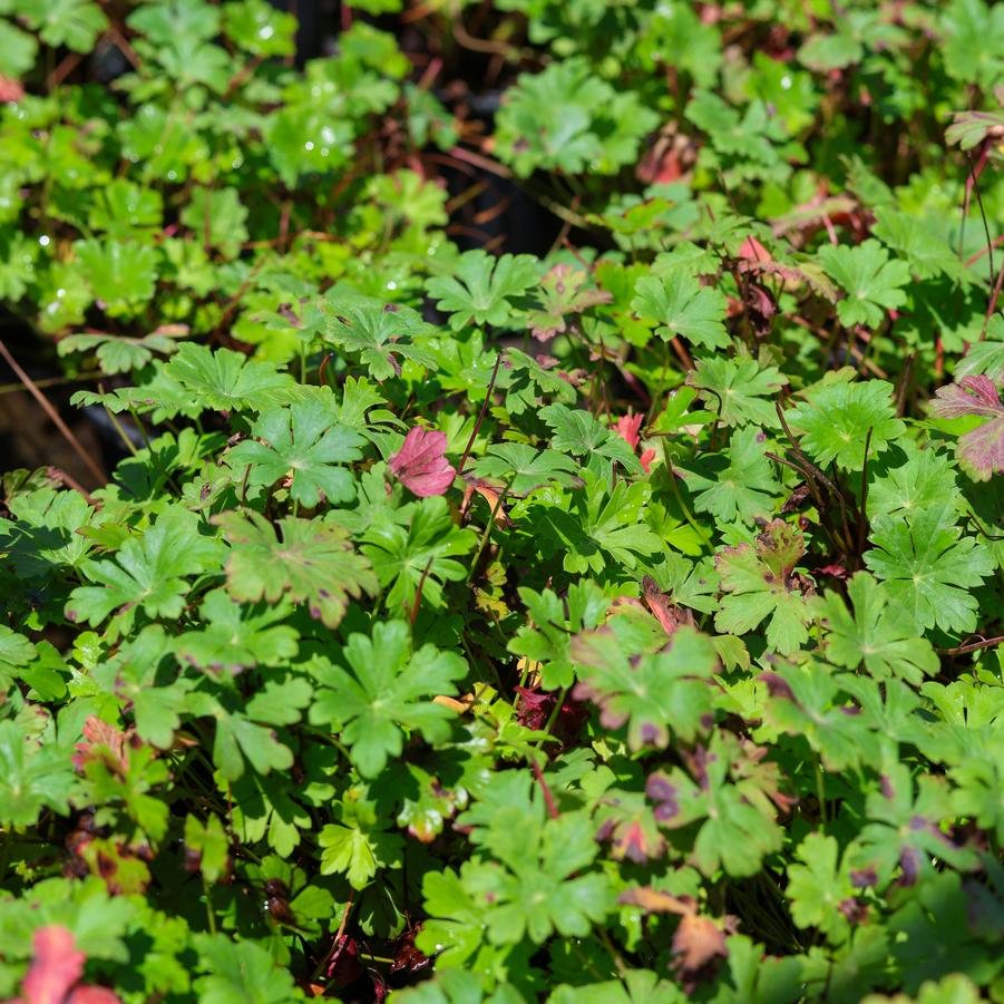 Geranium x cantabrigiense 'Karmina' - Geranium from Great Lakes Landscape Supply