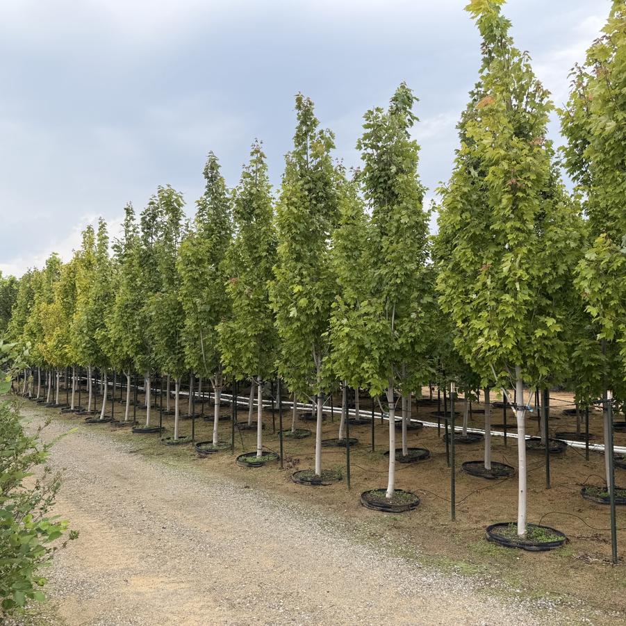 Acer rubrum 'Armstrong II' #25G - Columnar Red Maple from Great Lakes Landscape Supply