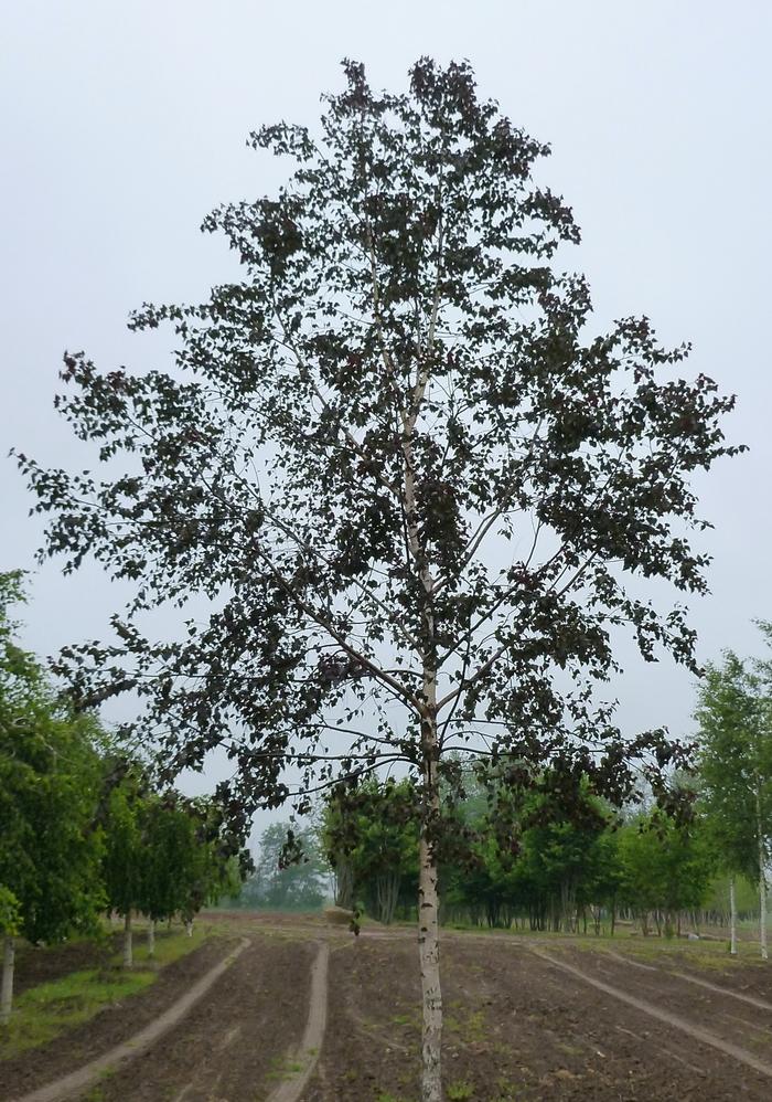 Betula Royal Frost&reg;