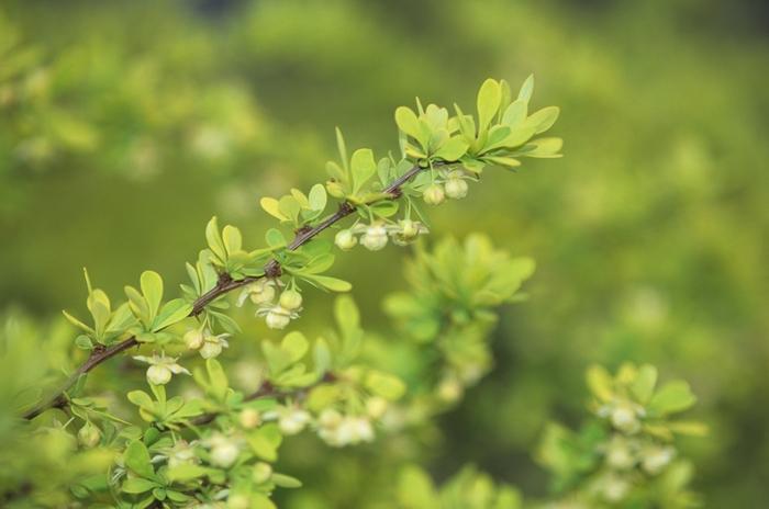 Berberis thunbergii Aurea