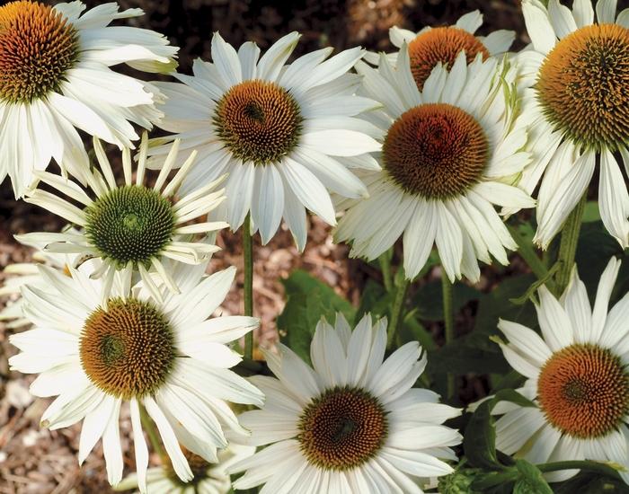 Echinacea purpurea Prairie Pillars&trade; Fragrant Angel