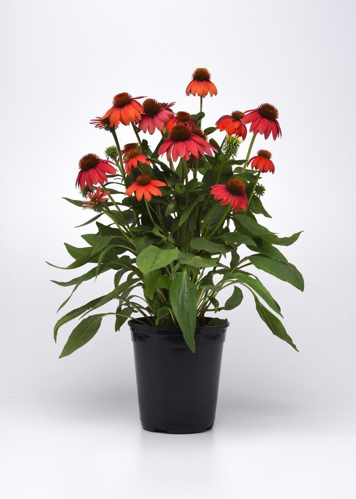 Echinacea Artisan&trade; Ombre Red