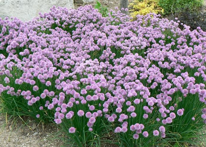 Allium schoenoprasum 