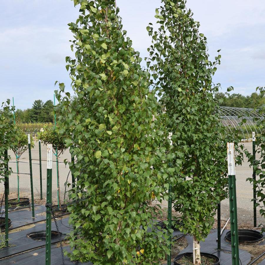 Betula platyphylla 'Fargo' - from Great Lakes Landscape Supply