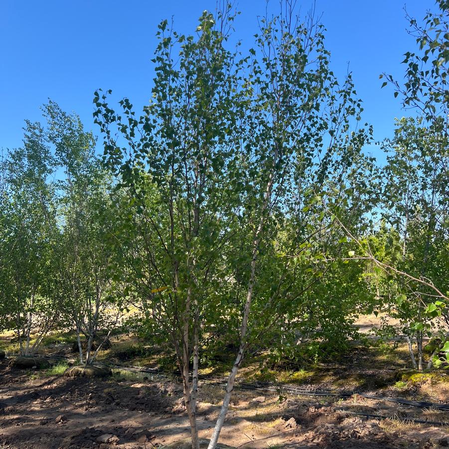 Betula populifolia 'Japonica' - from Great Lakes Landscape Supply