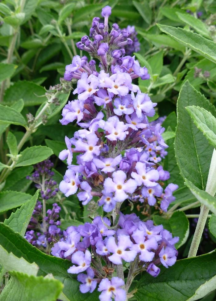 Buddleia Flutterby Petite&reg; Blue Heaven