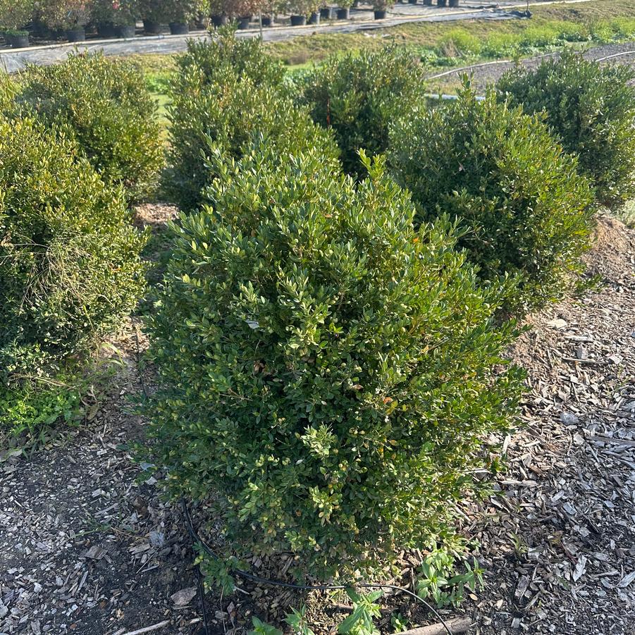 Buxus ''Glencoe'' - from Great Lakes Landscape Supply