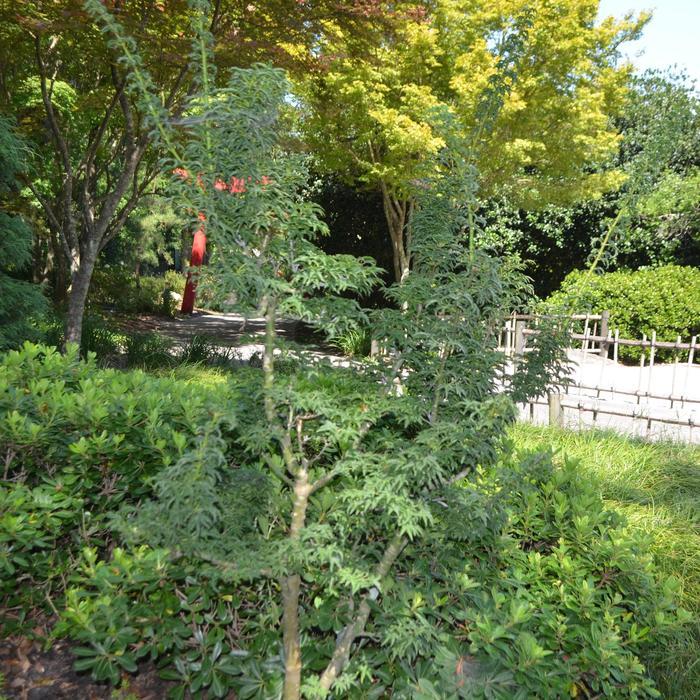 Acer palmatum Shishigashira