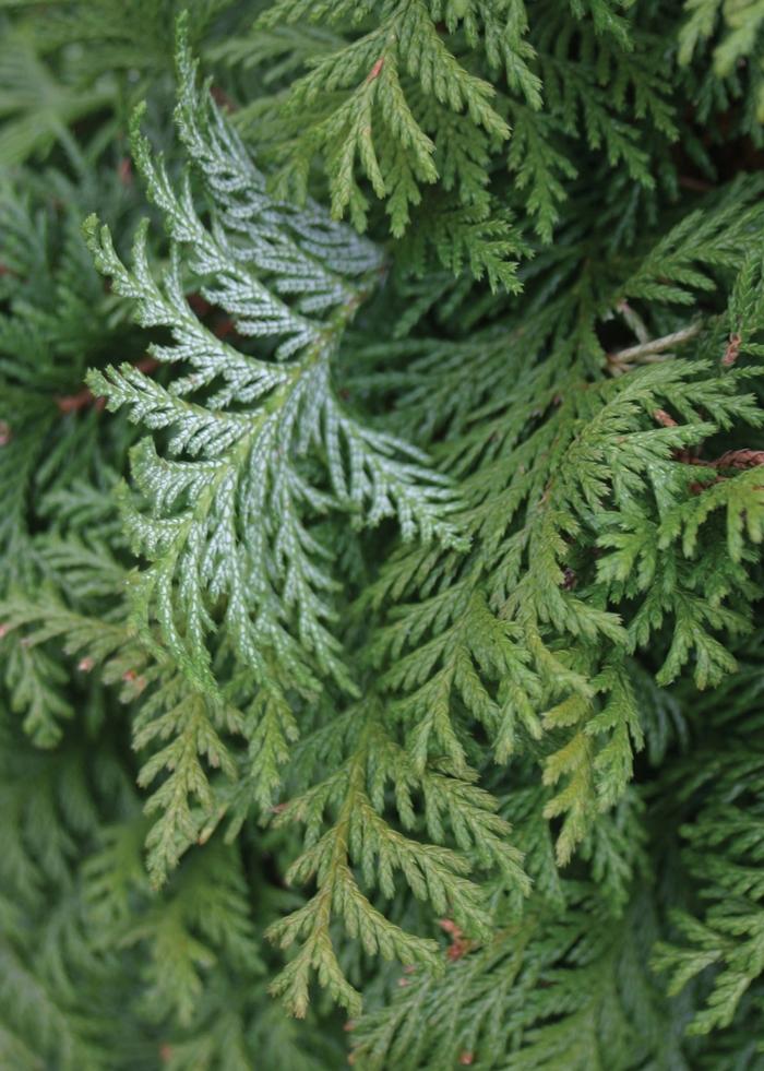 Chamaecyparis pisifera Soft Serve&reg; 