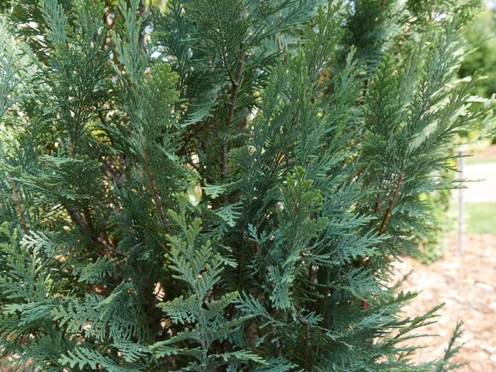 Chamaecyparis lawsoniana Pinpoint&reg; Blue