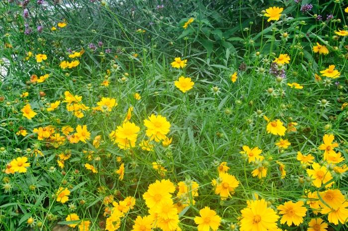 Coreopsis lanceolata 