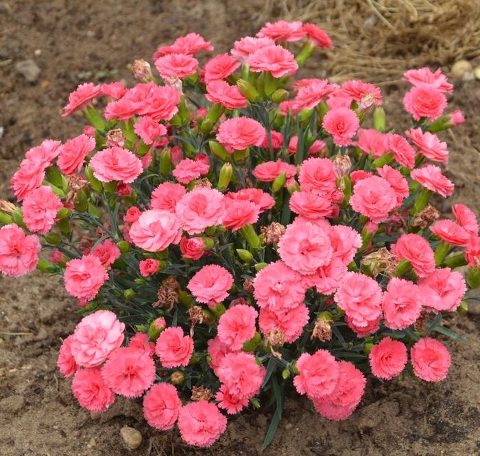Dianthus Fruit Punch&reg; Classic Coral