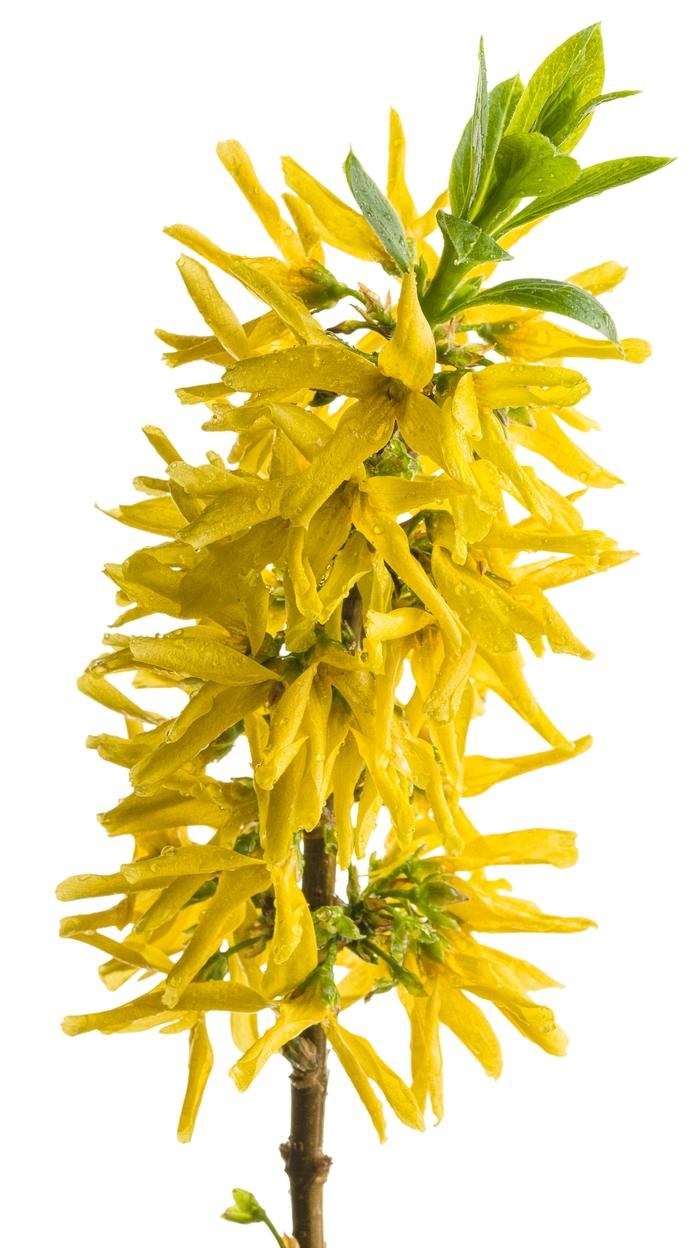 Forsythia x intermedia Show Off&reg; Sugar Baby&reg;