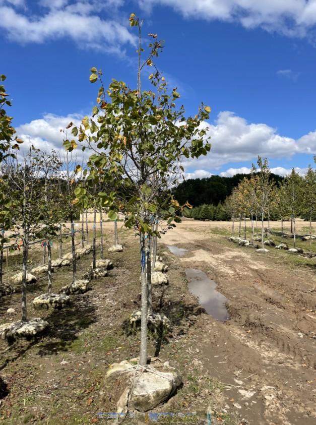 Ginkgo Biloba 'Maidenhair' 2.5''- from Great Lakes Landscape Supply