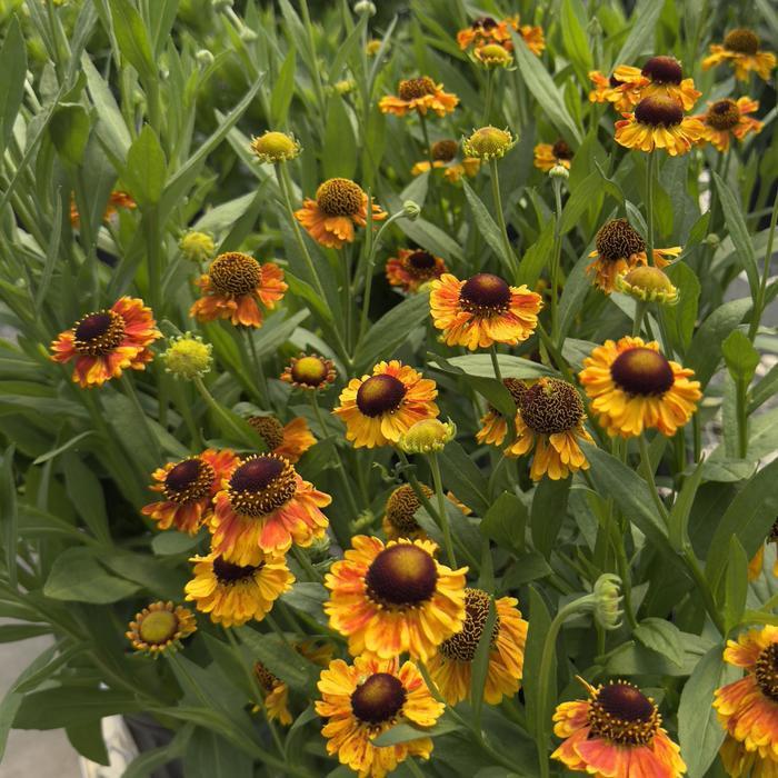 Helenium Mardi Gras