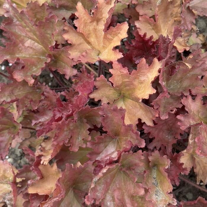 Heuchera Primo&reg; Peachberry Ice