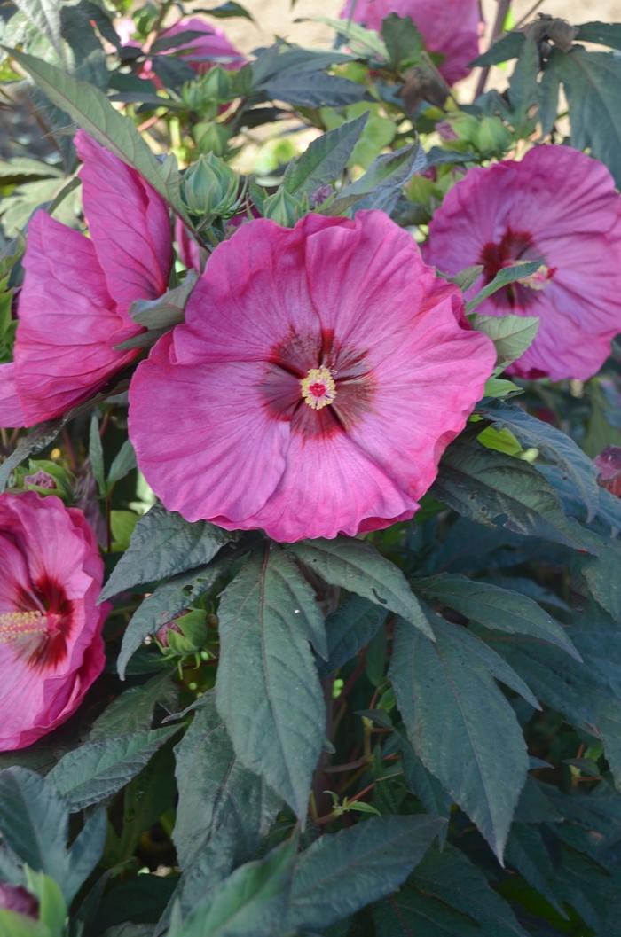 Hibiscus Summerific&reg; Berry Awesome