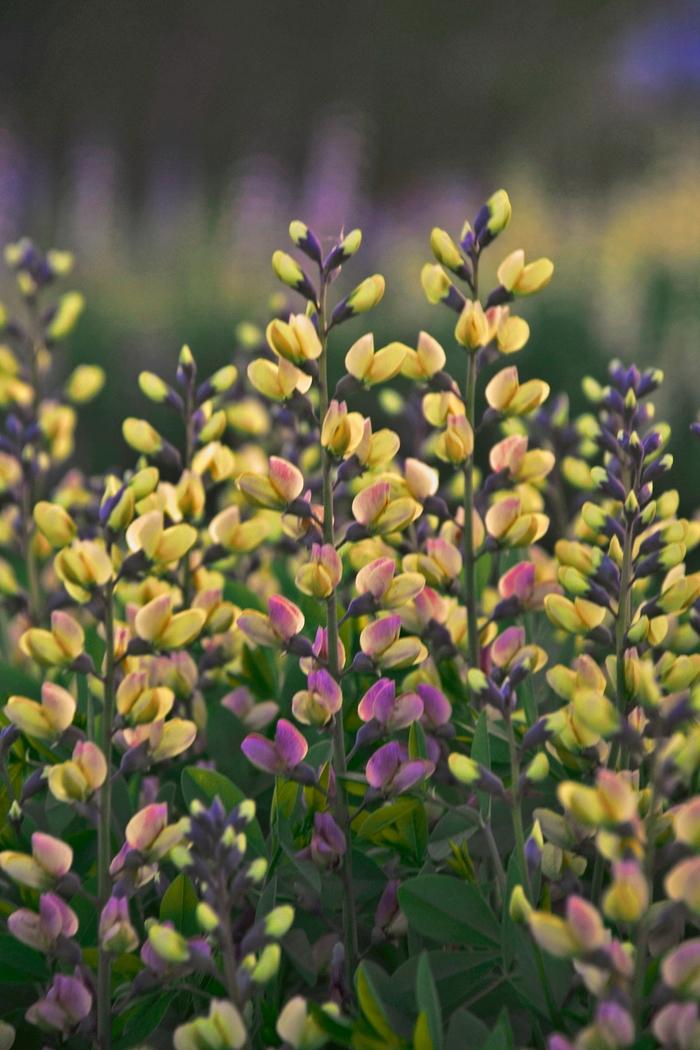 Baptisia Decadence&reg; Deluxe Pink Lemonade