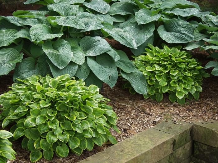 Hosta Golden Tiara
