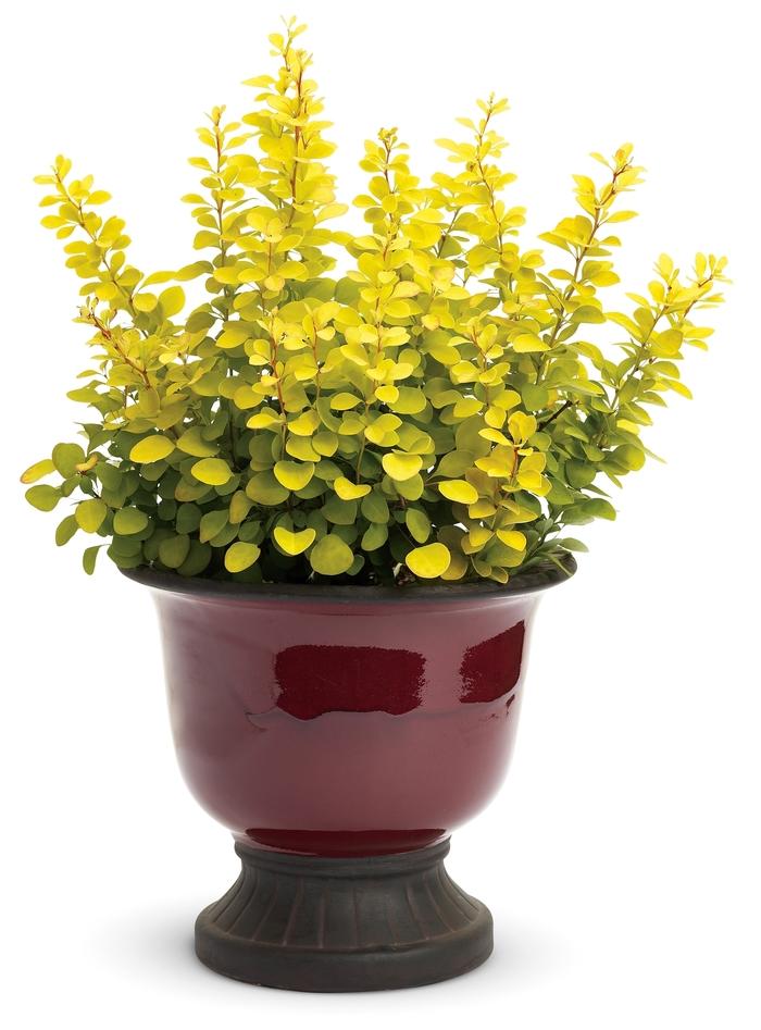 Berberis thunbergii Sunjoy Gold Pillar&reg;