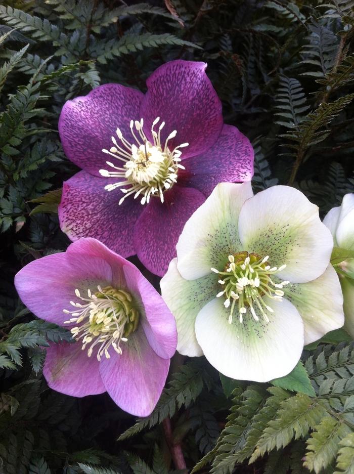 Helleborus orientalis 'Royal Heritage™' - Lenten Rose from Great Lakes Landscape Supply