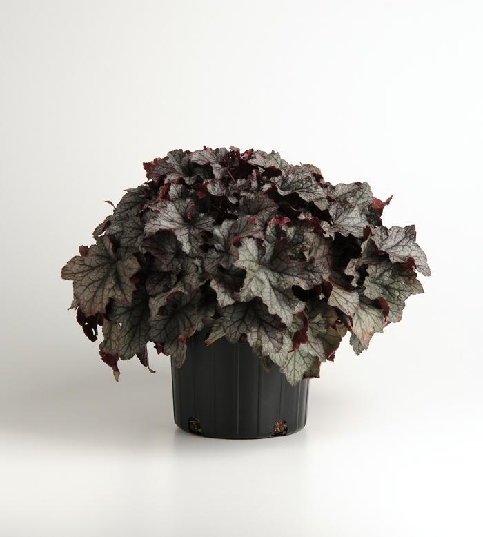 Heuchera Carnival Plum Crazy