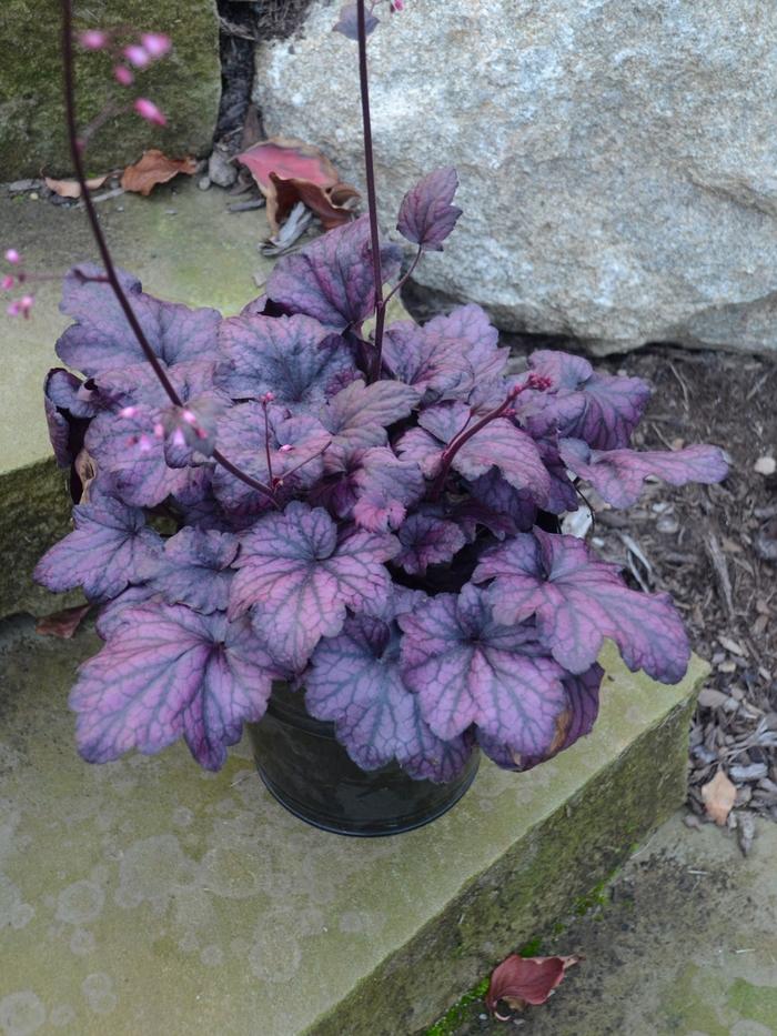 Heuchera Electric Plum